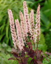 Actaea simplex 'Pink Spike'