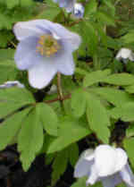 Anemone nemorosa 'Allenii' AGM 
