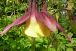 Aquilegia amurensis 
