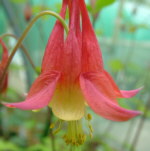 Aquilegia canadensis AGM 