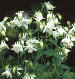 Aquilegia vulgaris 'White Star'