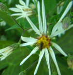 Aster divaricatus 'Eastern Star'