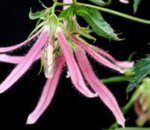 Campanula 'Pink Octopus'