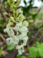 Corydalis cava 'Albiflora'