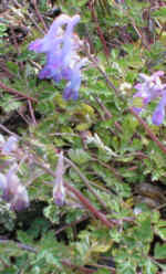 Corydalis linstowiana CD&R605 