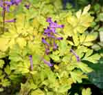 Corydalis 'Berry Exciting'