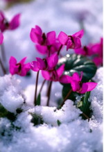 Cyclamen coum 'Red' 