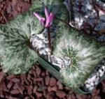 Cyclamen  peloponnesiacum AGM 