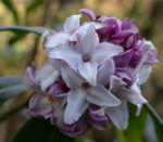 Daphne bholua 'Jacqueline Postill' AGM