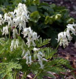 Dicentra eximia 'Snowdrift' 