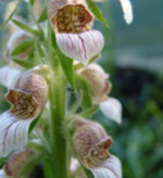 Digitalis lanata 'Cafe Creme'