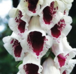 Digitalis purpurea 'Pam's Choice'
