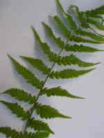 Dryopteris x australis 