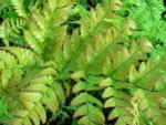Dryopteris erythrosora AGM 