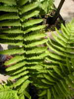 Dryopteris cycadina AGM 
