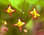 Epimedium alpinum