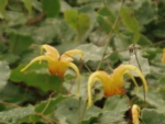 Epimedium 'Amber Queen' 
