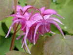 Epimedium grandiflorum 'Red Beauty' 