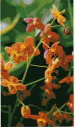 Epimedium x warleyense 