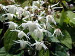 Epimedium x youngianum 'Niveum' AGM