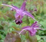 Epimedium grandiflorum 'Lilafee' (Lilac Fairy) 