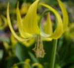 Erythronium grandiflorum 