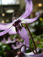 Erythronium hendersonii 