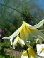 Erythronium multiscapoideum Cliftonii