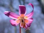 Erythronium revolutum 'Knightshayes Pink' 
