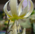 Erythronium oregonum 'Sulphur Form' 