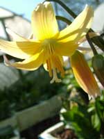 Erythronium 'Joanna'