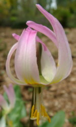 Erythronium 'Rosalind'