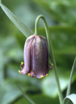 Fritillaria