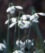 Galanthus 'S. Arnott' AGM x 3