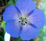 Geranium