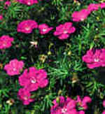 Geranium sanguineum 'Rod Leeds' 
