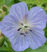 Geranium pratense 'Mrs Kendall Clark'