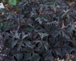 Geranium 'Black Beauty'