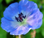 Easy Summer Flowering Shade Plants