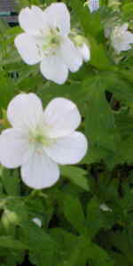 Geranium maculatum f. albiflorum 