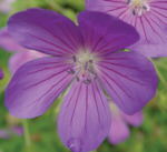 Geranium 'Nimbus'