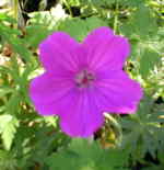 Geranium sanguineum 'Cedric Morris' 