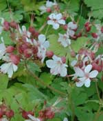 Geranium macrorrhizum 'Spessart'