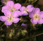 Geranium maculatum 'Elizabeth Ann'