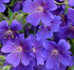 Geranium magnificum 'Rosemoor'