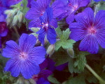 Geranium x Sabani Blue
