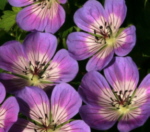 Geranium 'Sweet Heidi