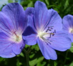 Geranium 'Brookside' 
