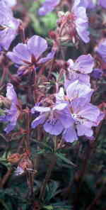 Geranium pratense 'Midnight Reiter 