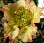 Geum 'Beech House Apricot'  